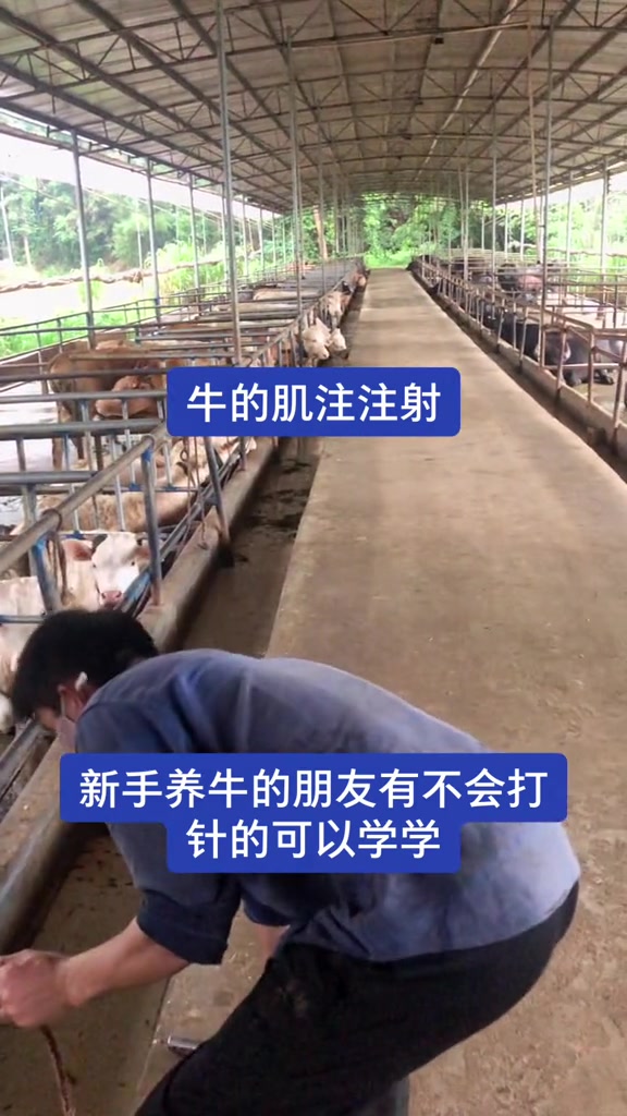 给牛肌肉注射具体怎么做,很多人不了解 农村养牛