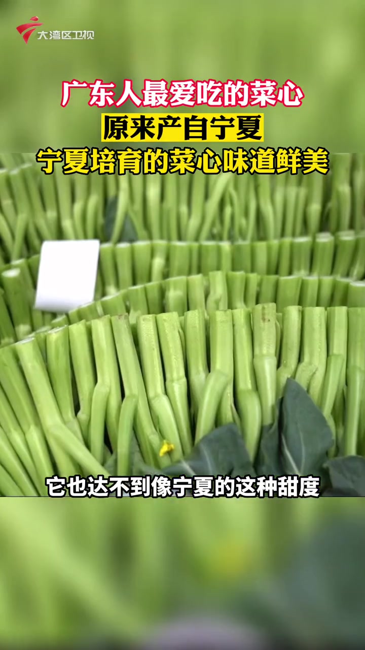 广东人最爱吃的菜心,居然产自宁夏。这是由于宁夏地区优越的地理环境使得其培育的菜心味道鲜美,