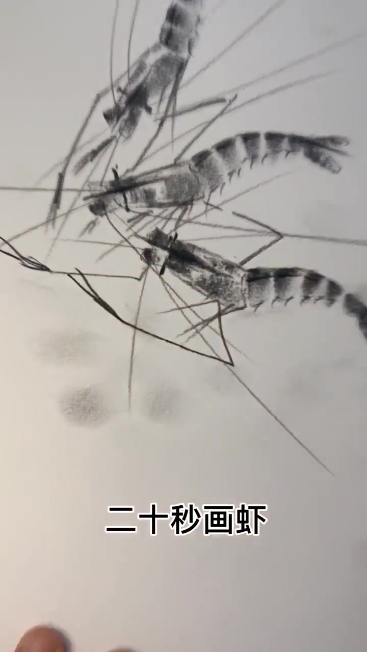 虾的画法速学篇