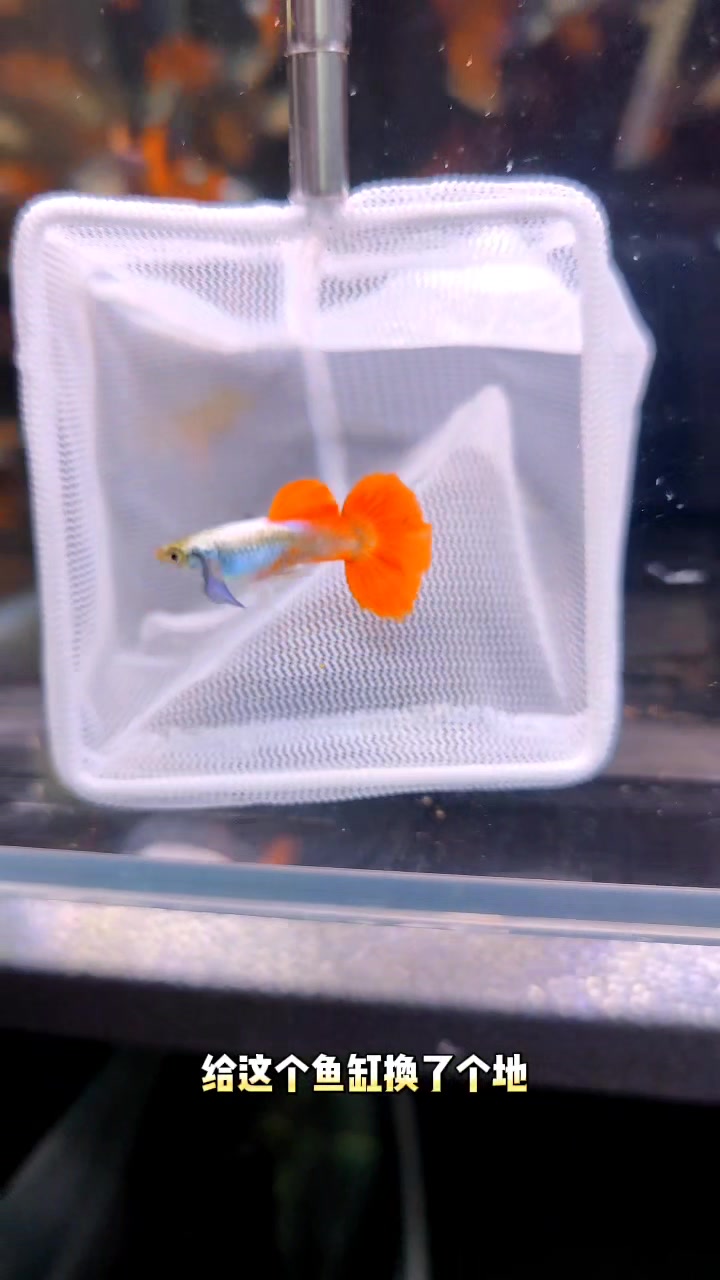 小蓝耳的白金红尾孔雀鱼,活力四射!