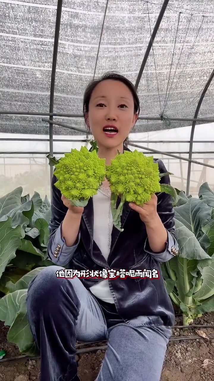 宝塔菜又叫富贵菜家里种植寓意富贵满园