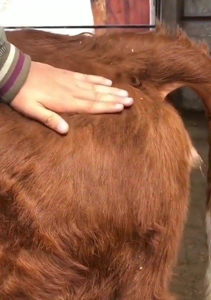 养牛肌肉注射方法,一定要记住