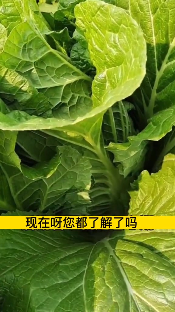 大白菜干烧心一招就解决!