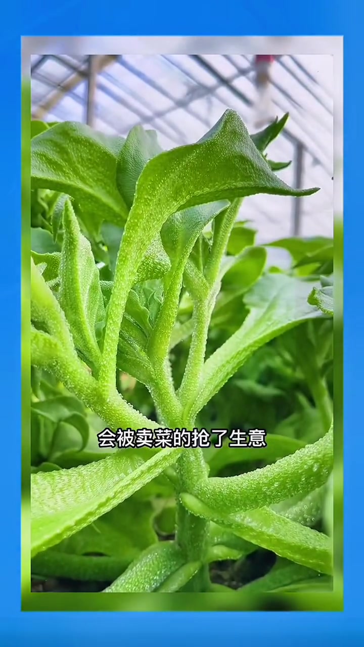 水晶冰菜,您餐桌上不可多得的美食