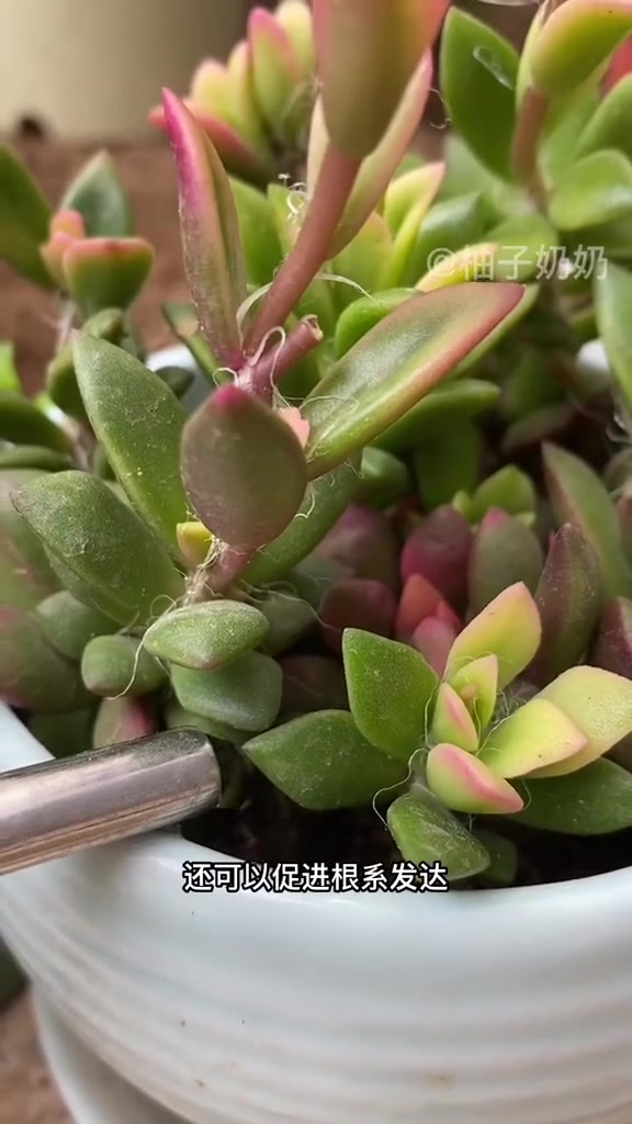 多肉植物 多肉爱掉叶子,怎么办,花烂根了怎么办?教你一招