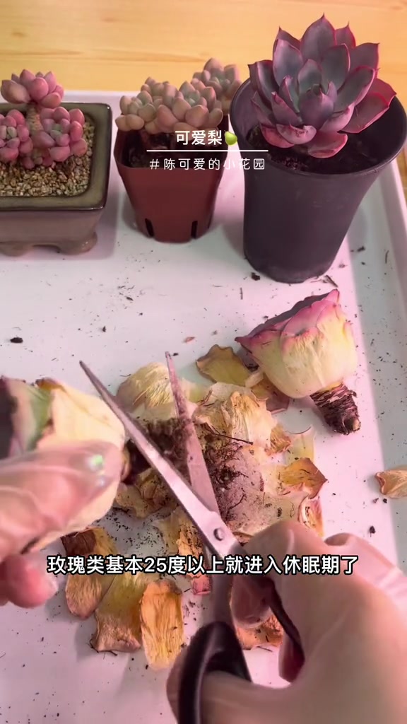 多肉拆箱山地玫瑰-潘多拉 创作灵感 陈可爱的小花园