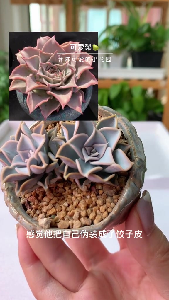 多肉喝水第11期叶插双头丽娜莲～创作灵感