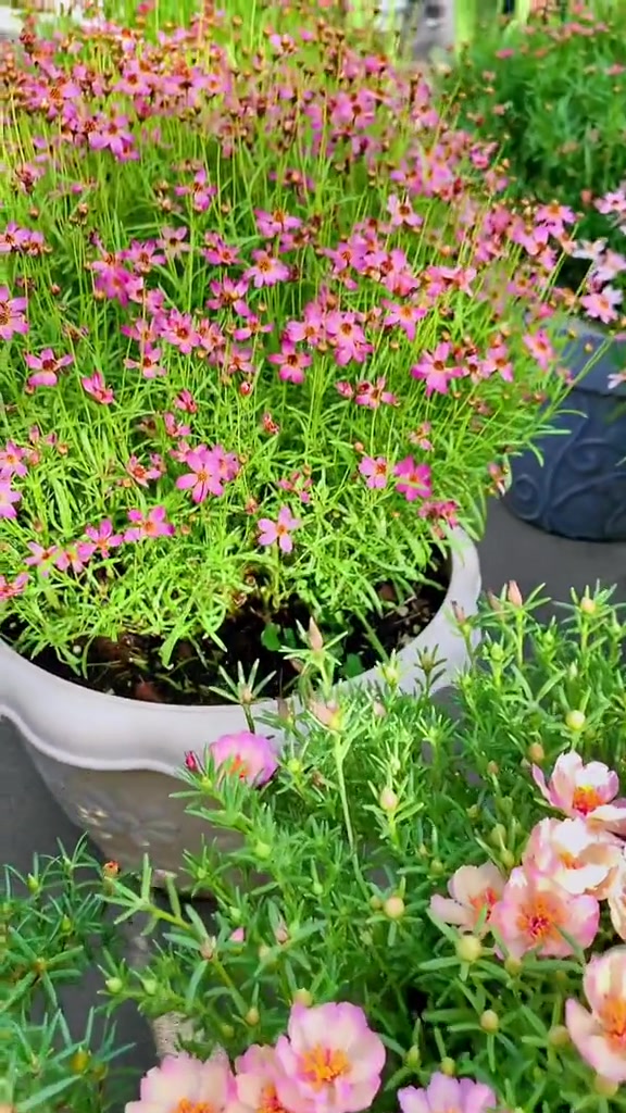 爱生活爱养花 金鸡菊 太阳花 太阳花:让你早点起床