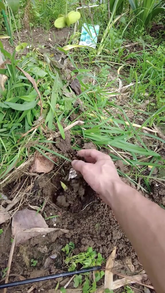 高级鲜切花 天鹅绒 现在种下几颗球,秋天实现鲜切花自由