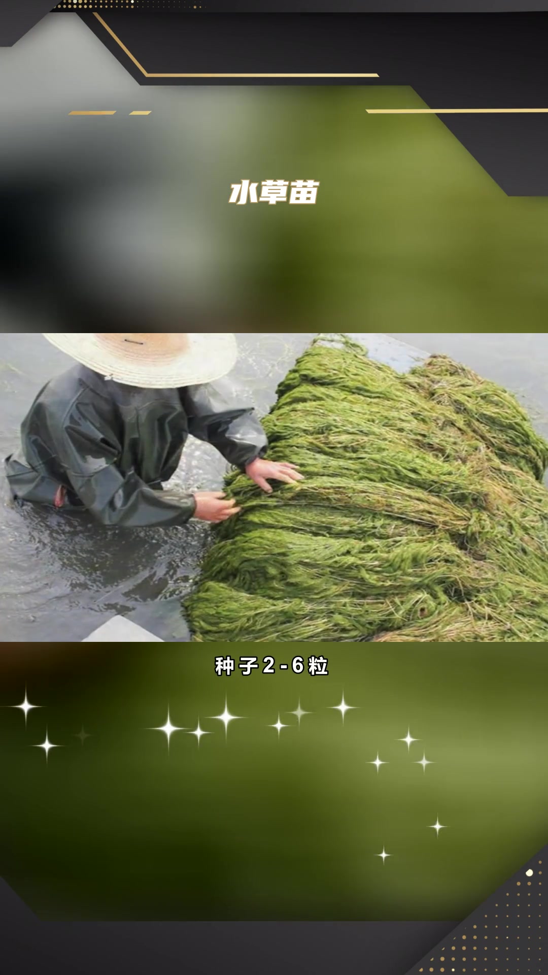 梭鱼草种植