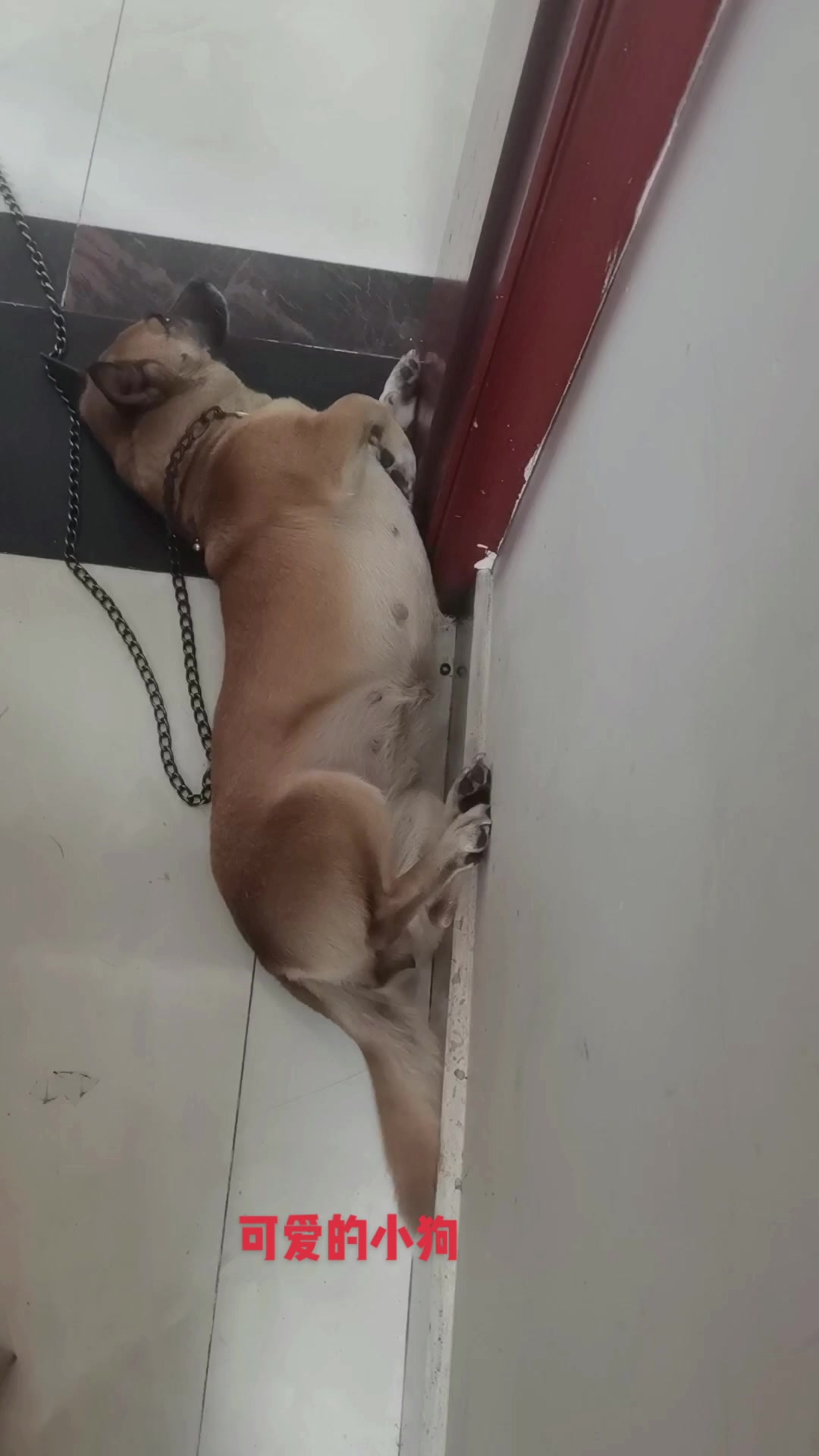 可爱的小黄狗,中华田园犬