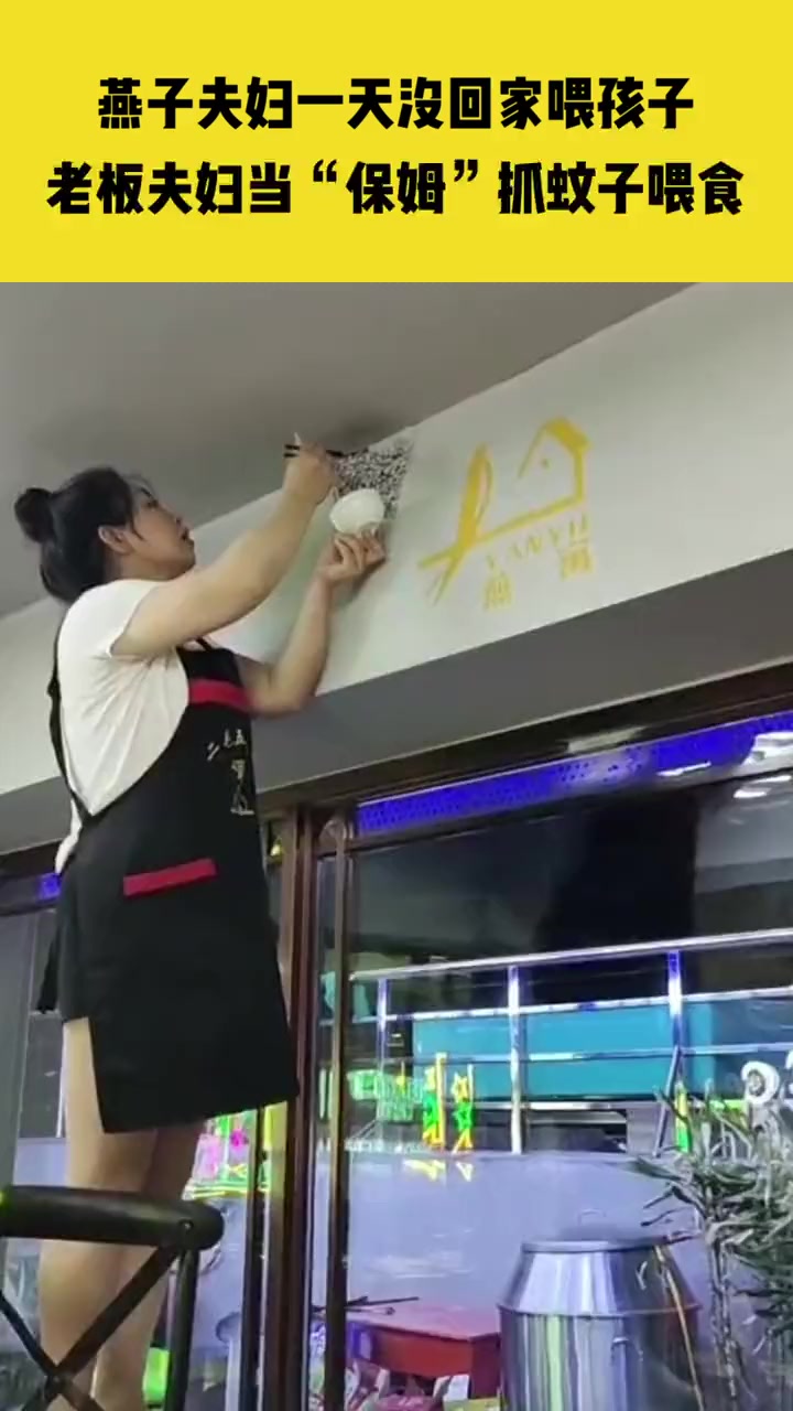8月21日,黑龙江大庆,燕子夫妇一天没回家喂孩子,老板夫妇当“保姆”抓蚊子喂食