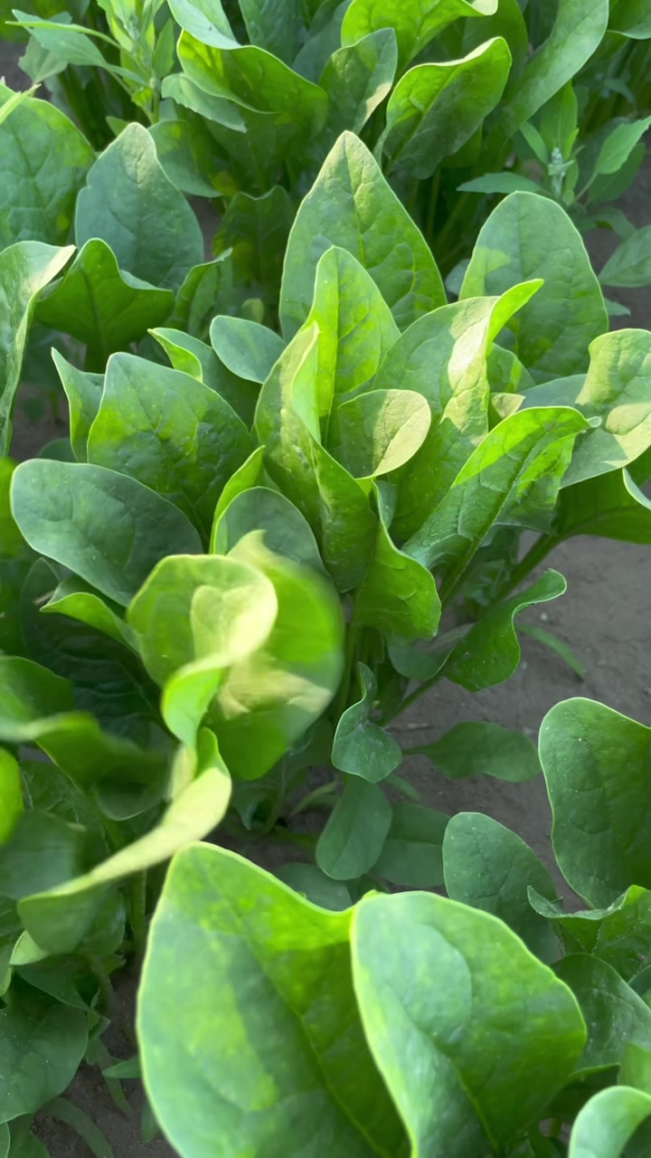 秋菠菜种植小技巧