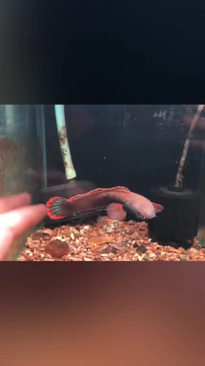 养鱼养心养心情-血一雷龙