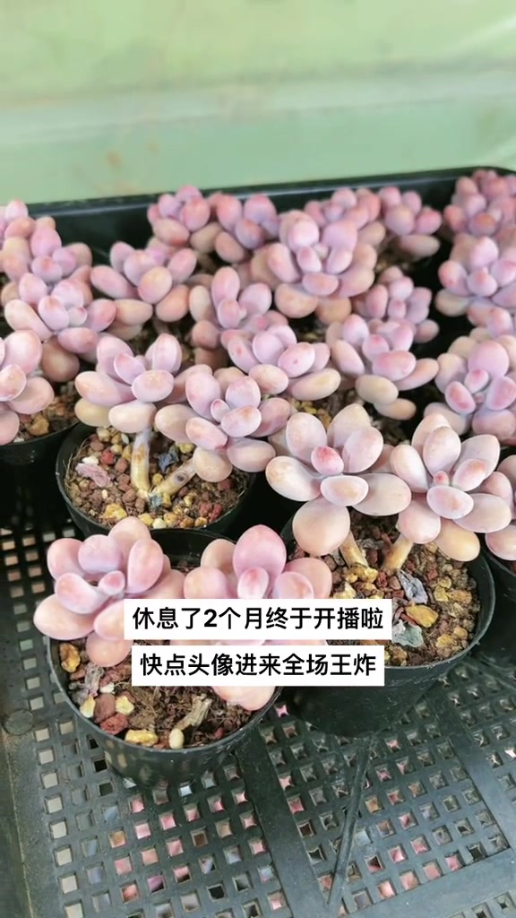 明天播一天又要休息了千万别错过 多肉植物 多肉 桃蛋