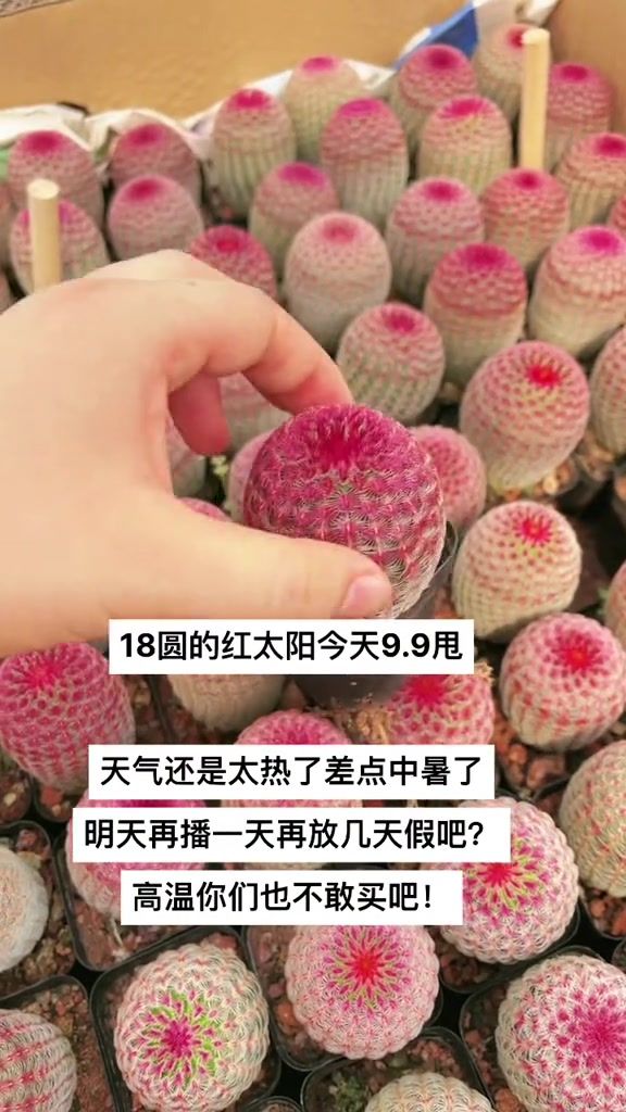 过几天就凉快了 多肉 多肉植物 仙人球 星兜锦