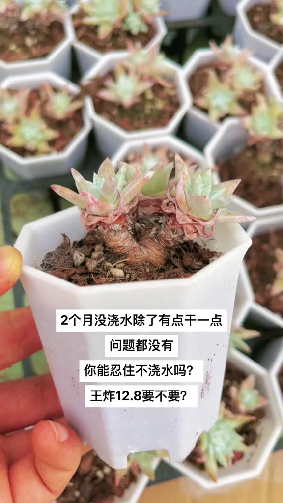 懂货的来 多肉 多肉植物 白菊 白菊多肉植物