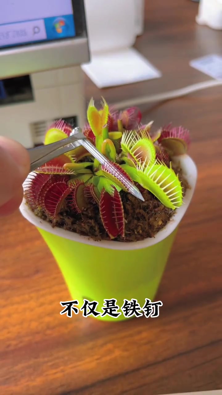 什么花能捕虫子?那就是 捕蝇草,不管是 苍蝇蚊子