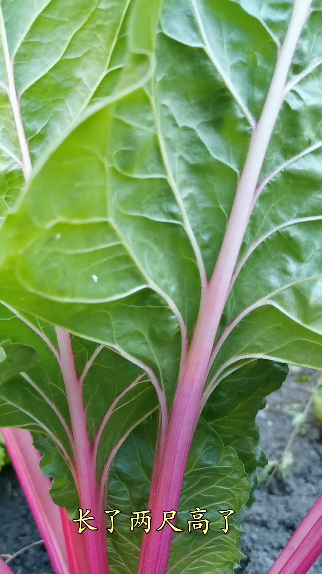我种的最漂亮的菜 而且好吃又有营养