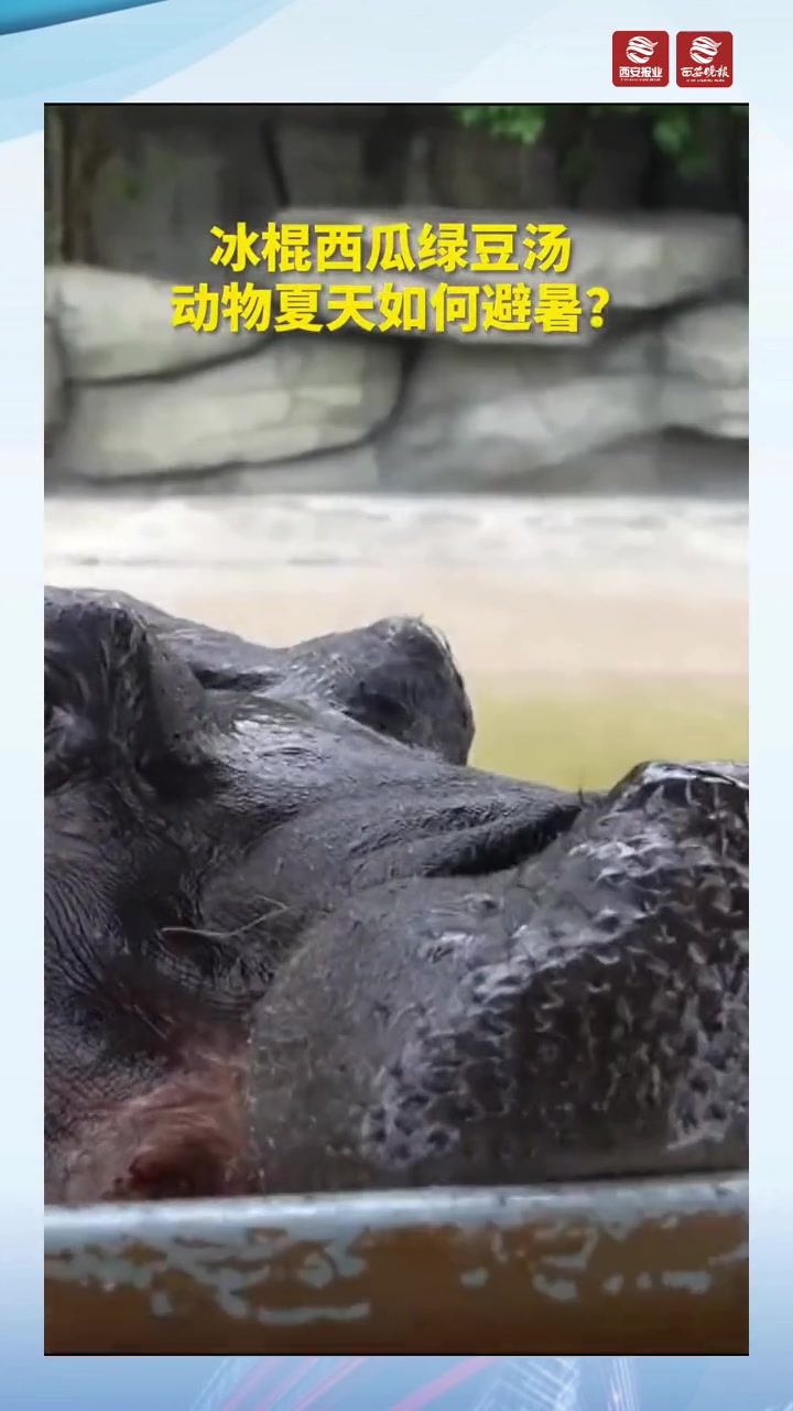 冰棍西瓜绿豆汤 动物夏天如何避暑?