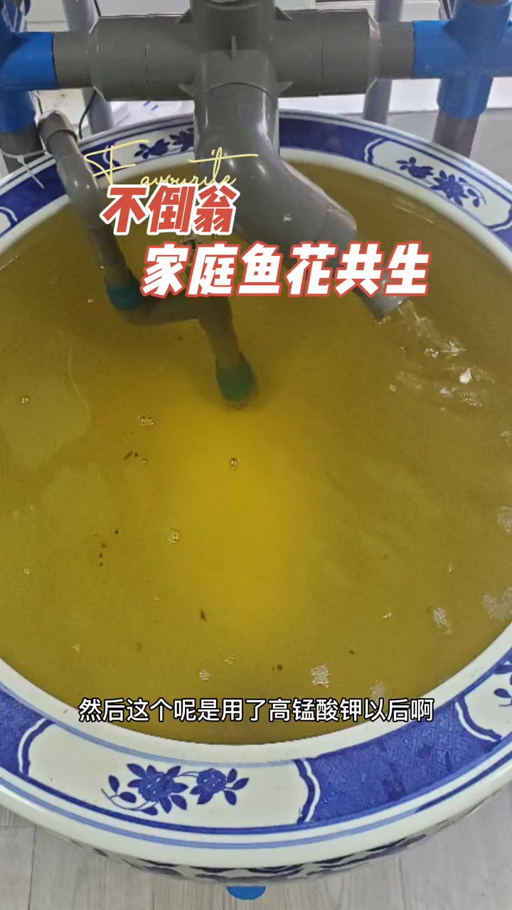 新系统放鱼 鱼菜共生系统