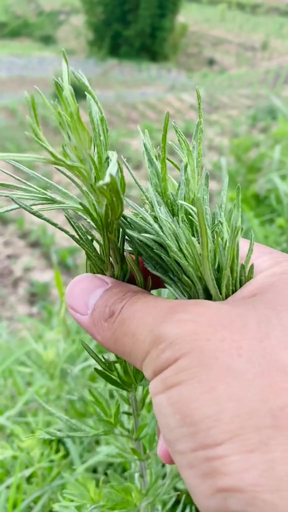 白蒿的作用是什么?农村大自然的馈赠 农夫野菜