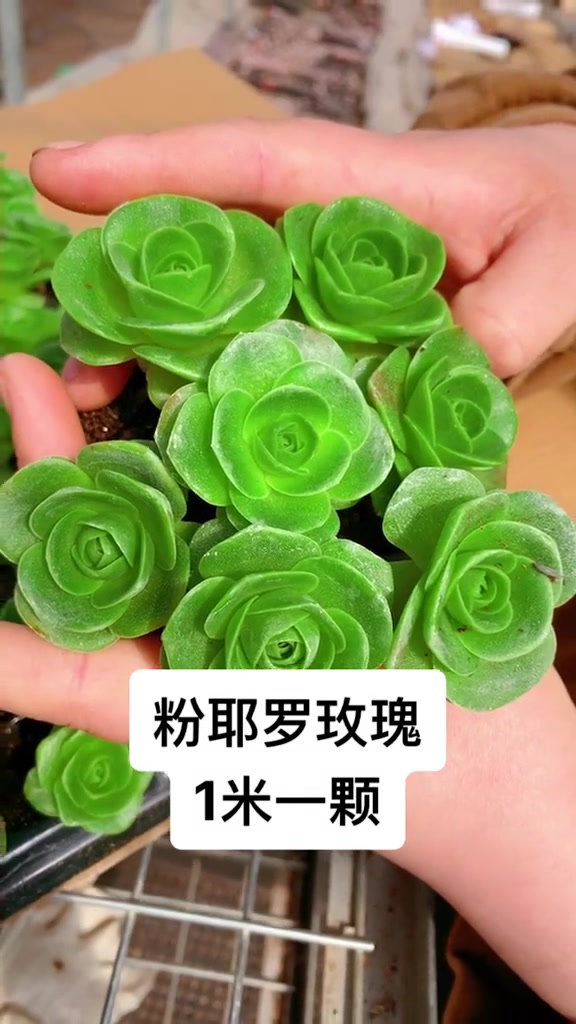 多肉植物养护 多肉养护 控养多肉 花卉养护
