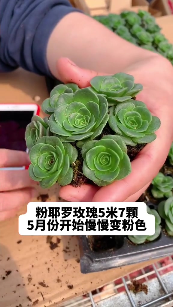 控养多肉 多肉种植基地 多肉养护 记录多肉生活