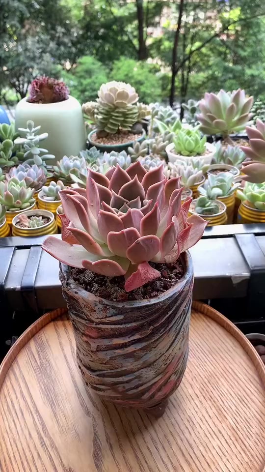 今天给这颗三年没换过土的蓝石莲安排 多肉植物 多肉养护