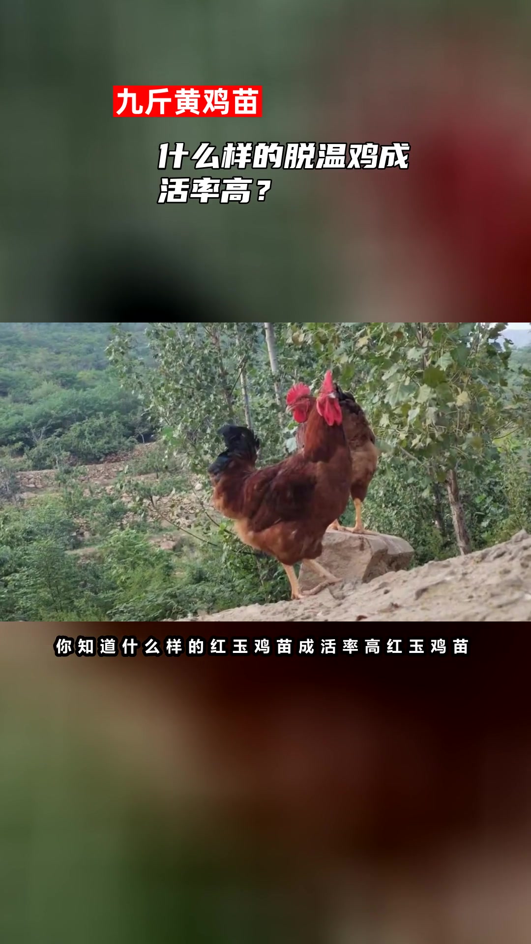 什么样的脱温鸡成活率高?