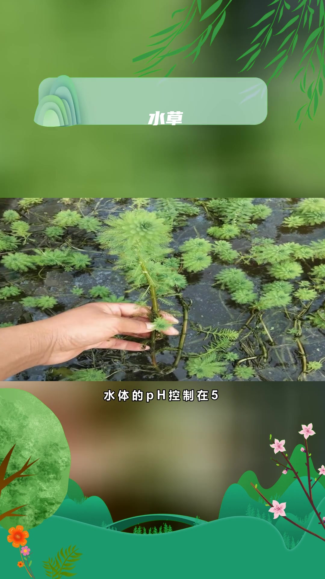 梭鱼草特点