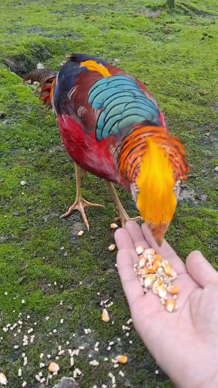 林中仙子:白鹇,红腹锦鸡