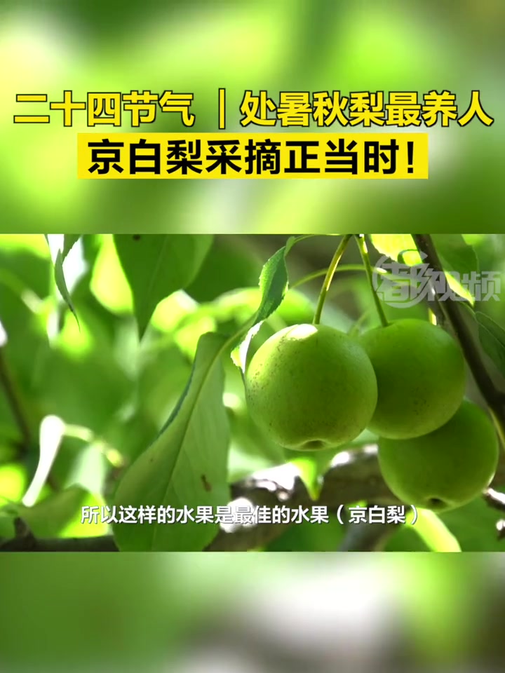 第13集|「二十四节气|处暑秋梨最养人,京白梨采摘正当时!」处暑是二十四节气中的第十四个节