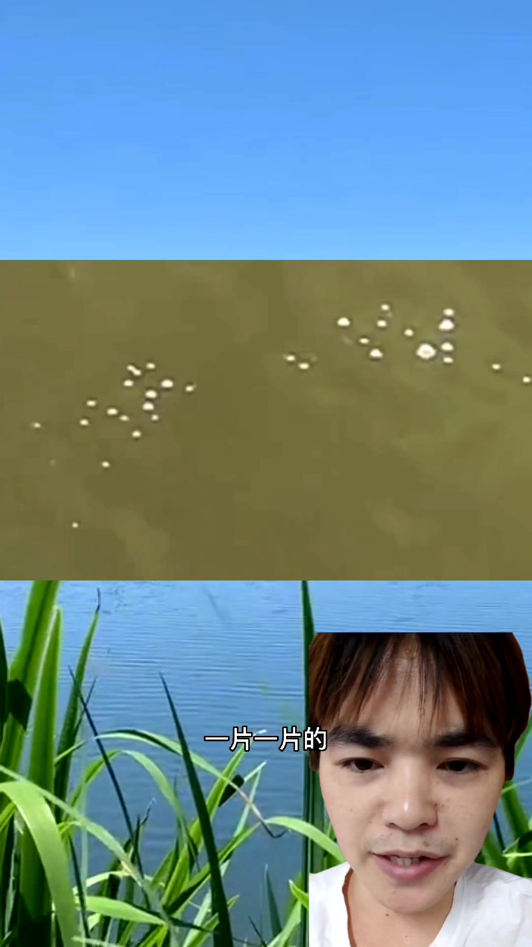 教你抓甲鱼补贴家用