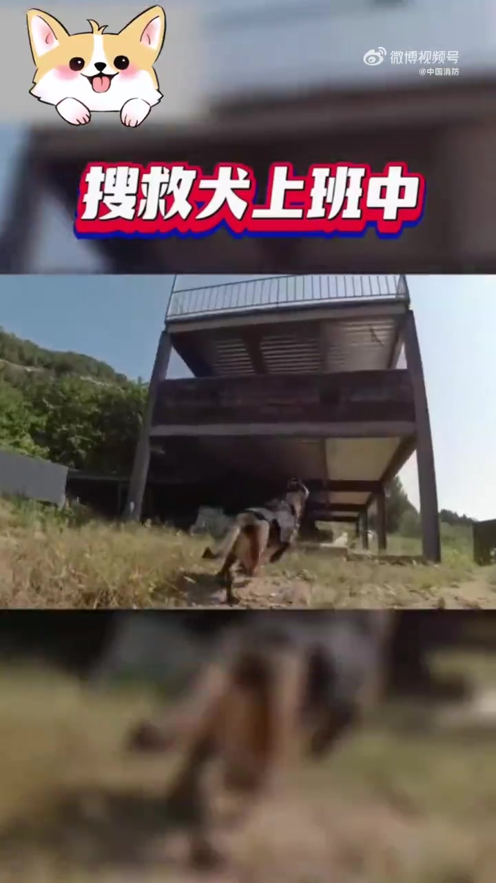 「搜救犬酷酷的头盔有啥功能」搜救犬在执行任务时,都会戴上一个酷酷的头盔。这个头盔是一套远程