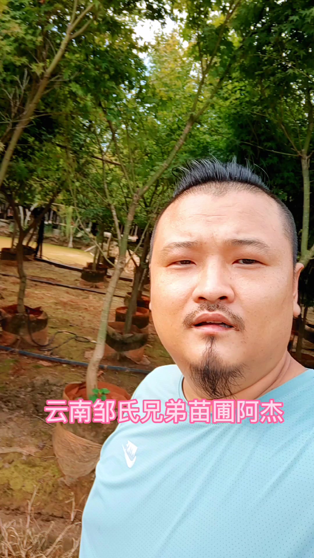 云南邹氏兄弟苗圃阿杰鸡爪槭