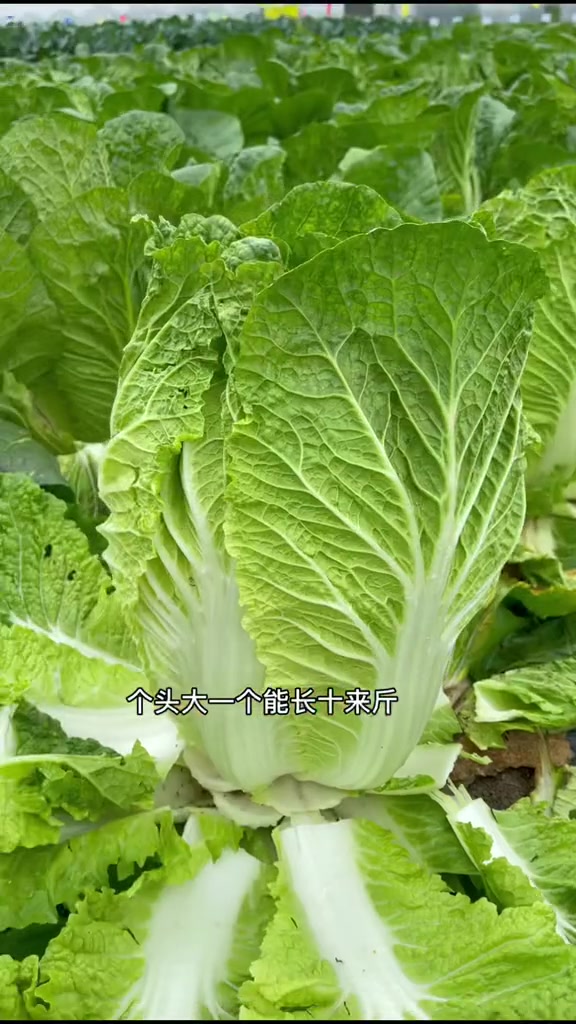 农场里开始种胶州大白菜了
