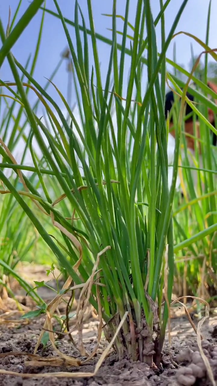 叶像葱茎像韭根像蒜