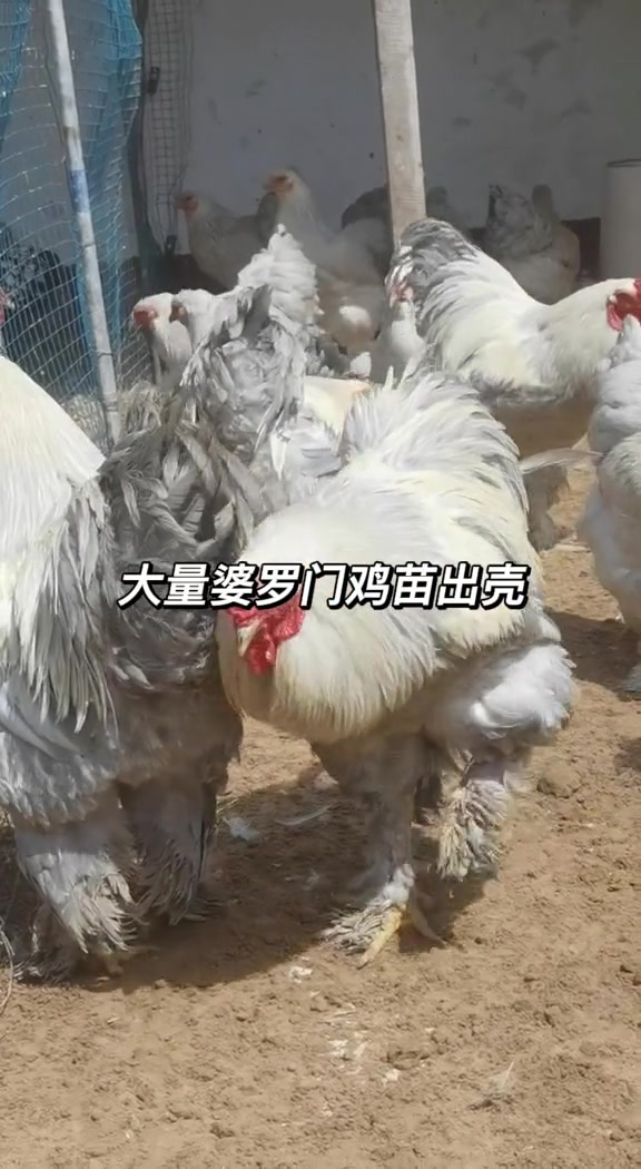 孔雀鸵鸟鸵鸟养殖孵化基地
