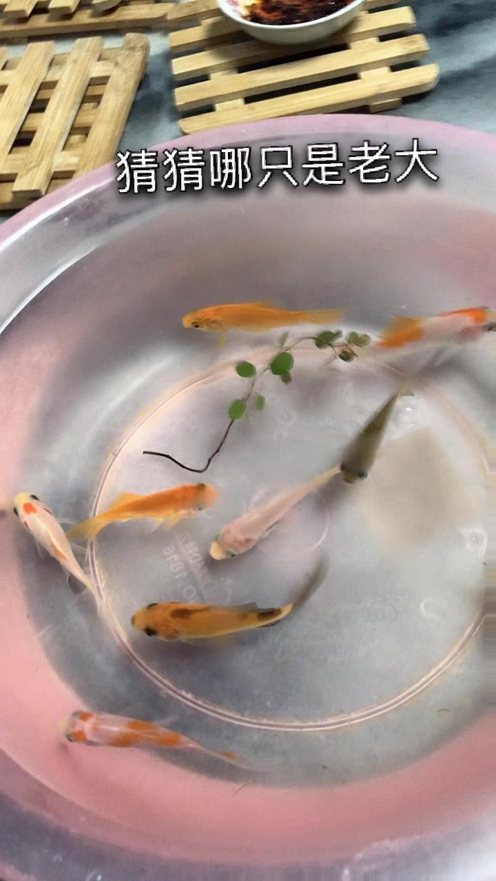 养的九条鱼,氧气缸正在到货,以后更新就靠它了