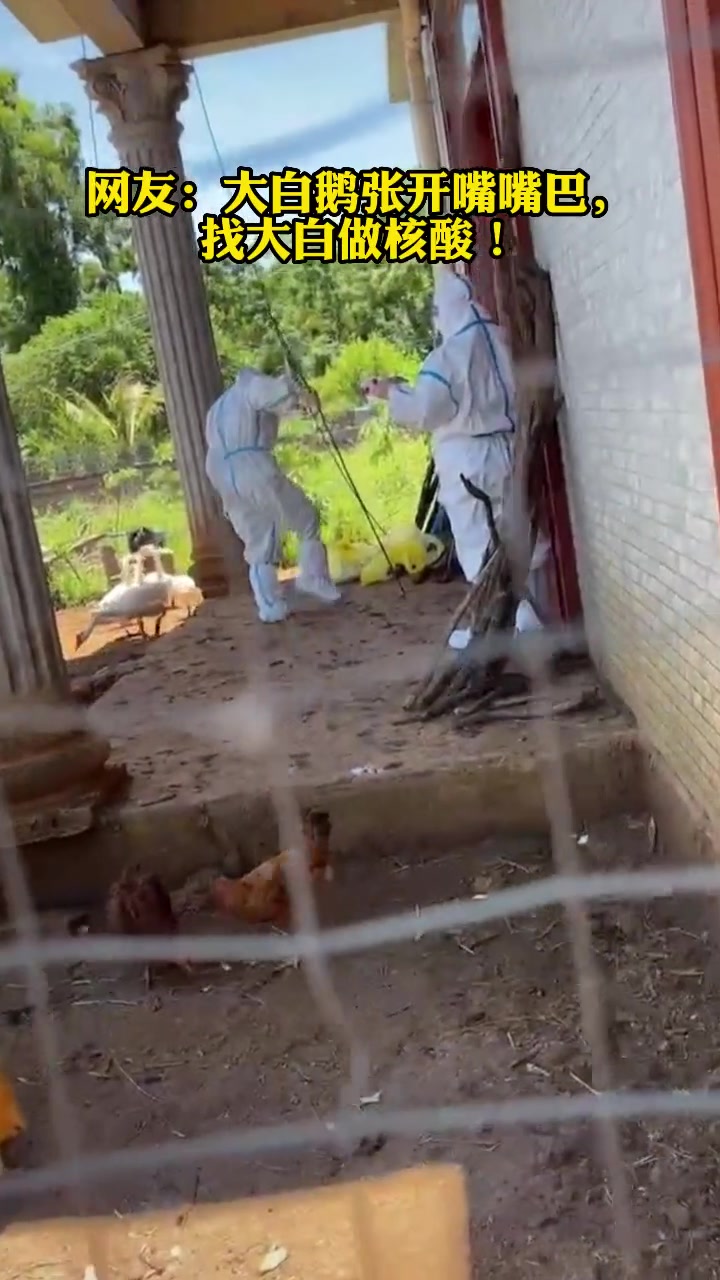 大白上门做核酸,被一只大白鹅追着跑,吓到尖叫!跑心疼大白,做个核酸还要斗智斗勇!