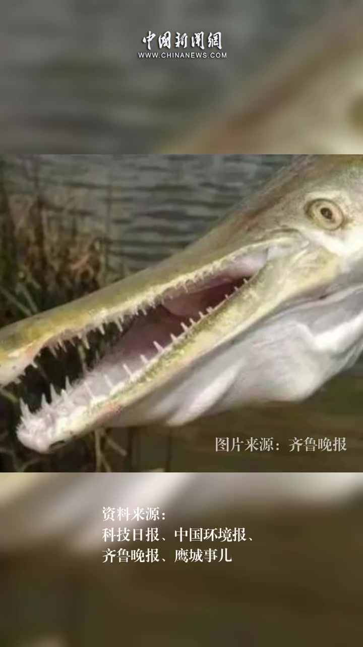 「鳄雀鳝是种什么鱼」鳄雀鳝放生或给水体生态带来灭顶之灾 近日,有市民称在河南汝州市城市中央