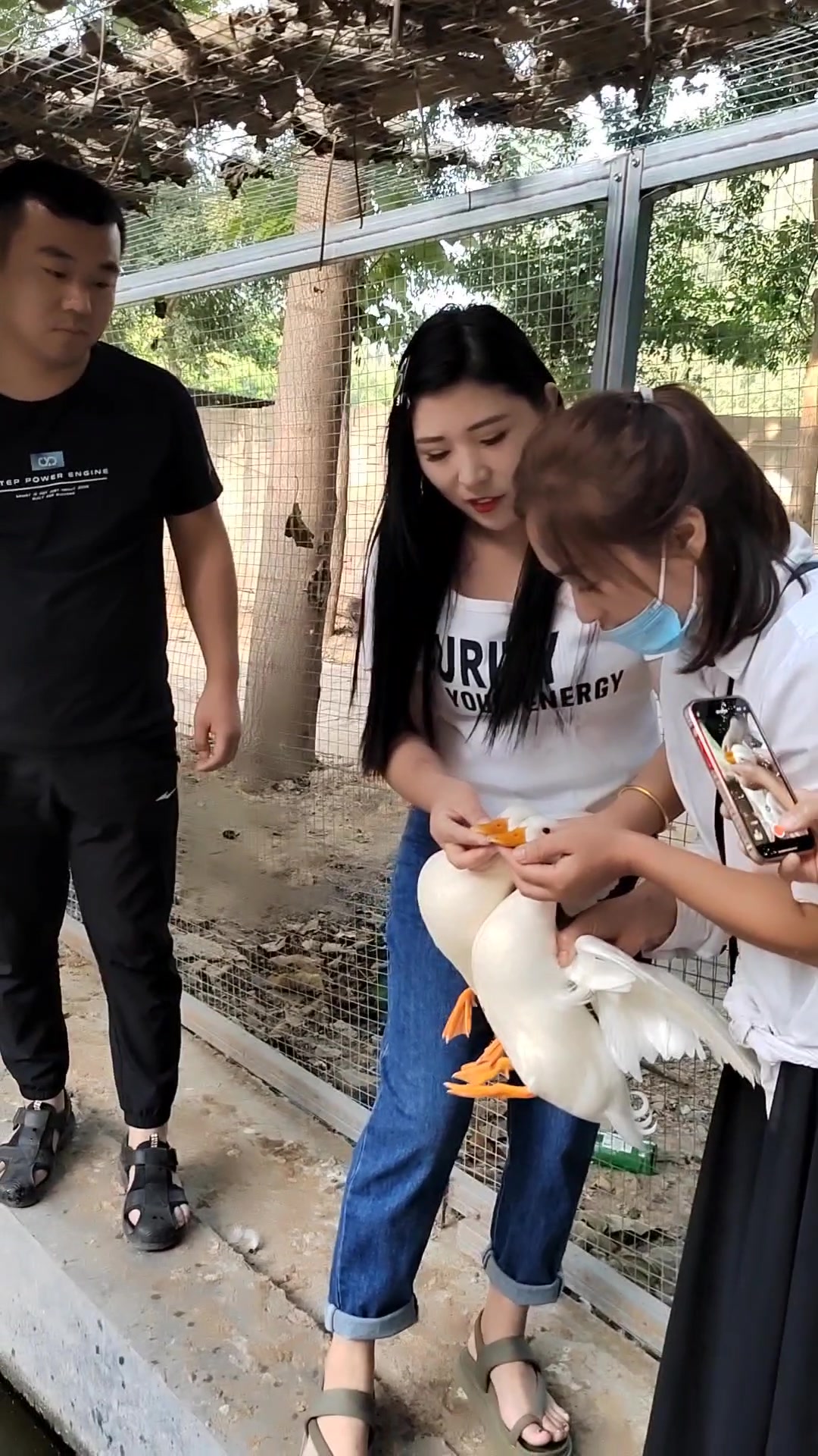珍禽养殖,各种观赏鸭