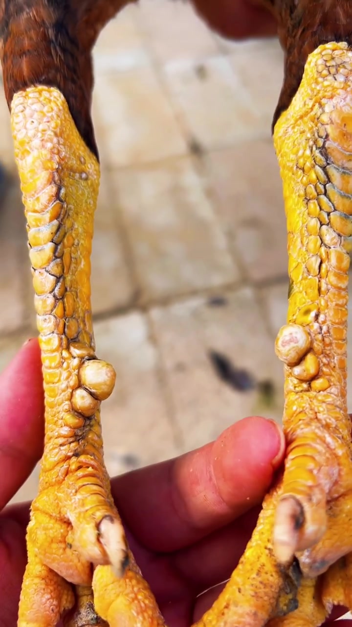 这就是精品排拐种母斗鸡进来欣赏