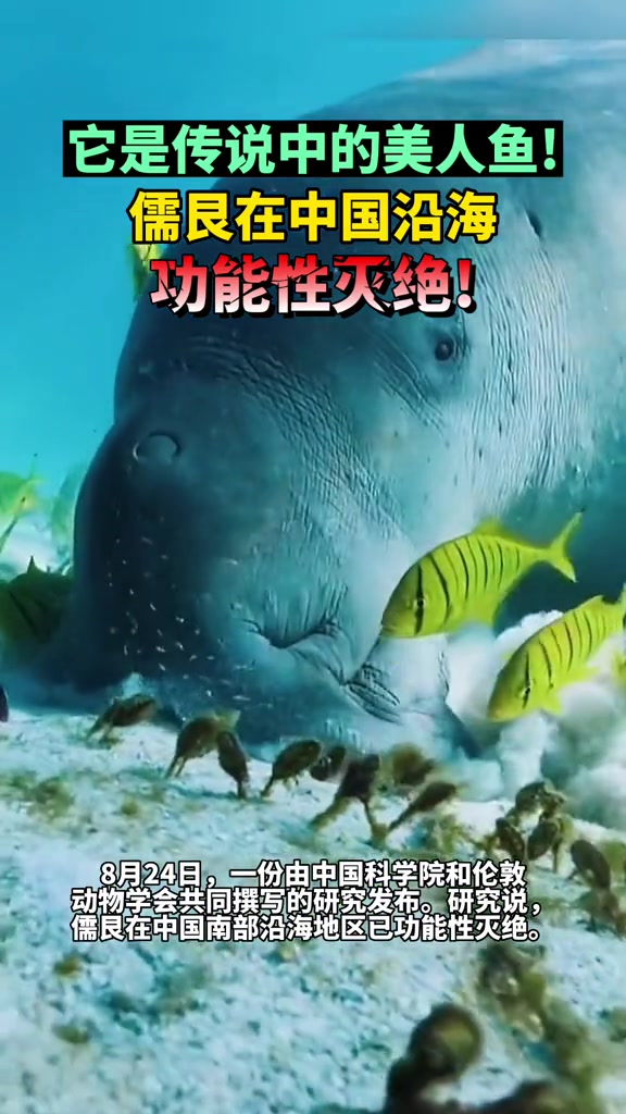 它是传说中的美人鱼!儒艮被宣布在中国沿海功能性灭绝
