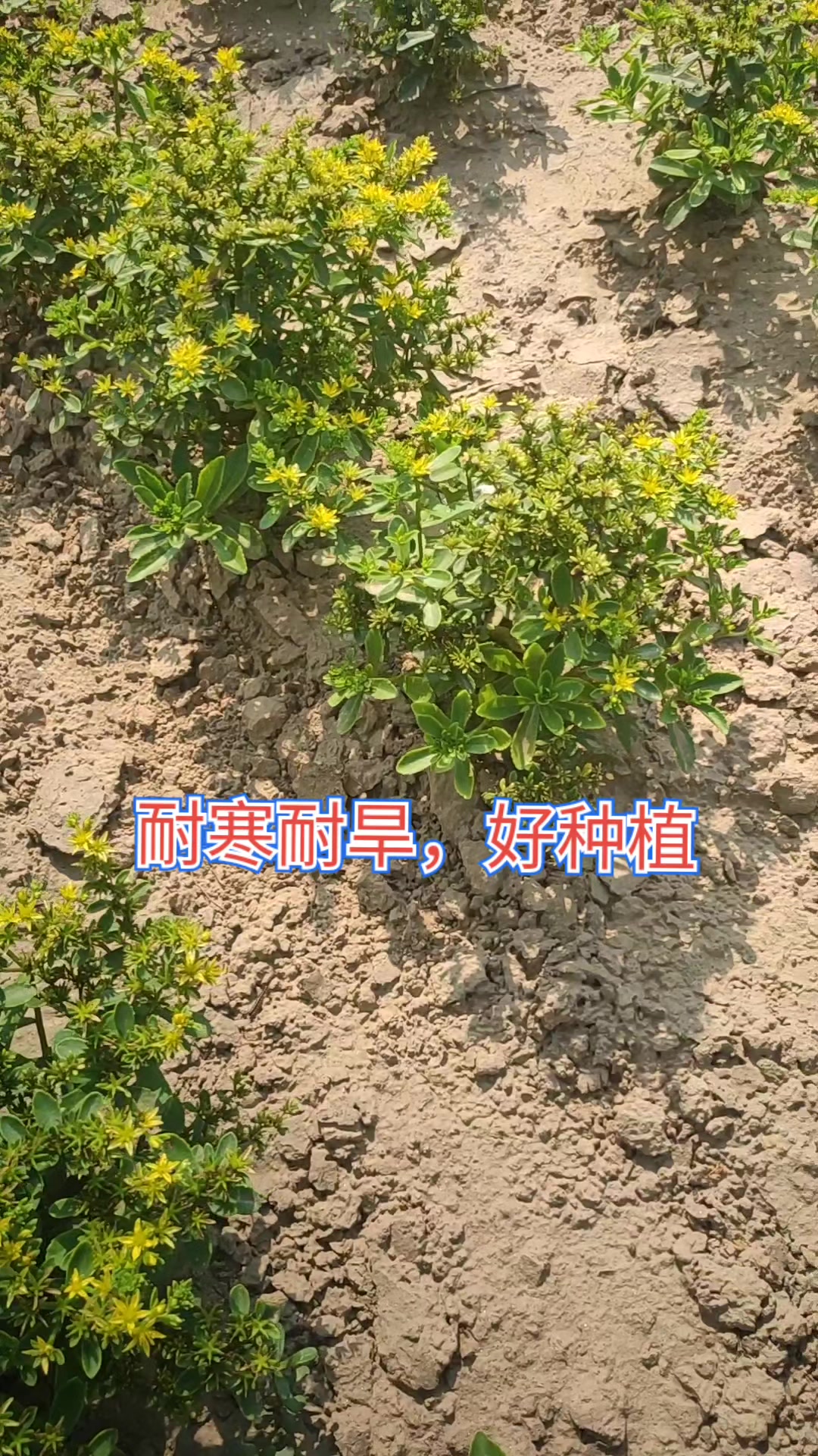 养心菜,耐旱耐寒,好养殖,对三高有好处,养心又补钙