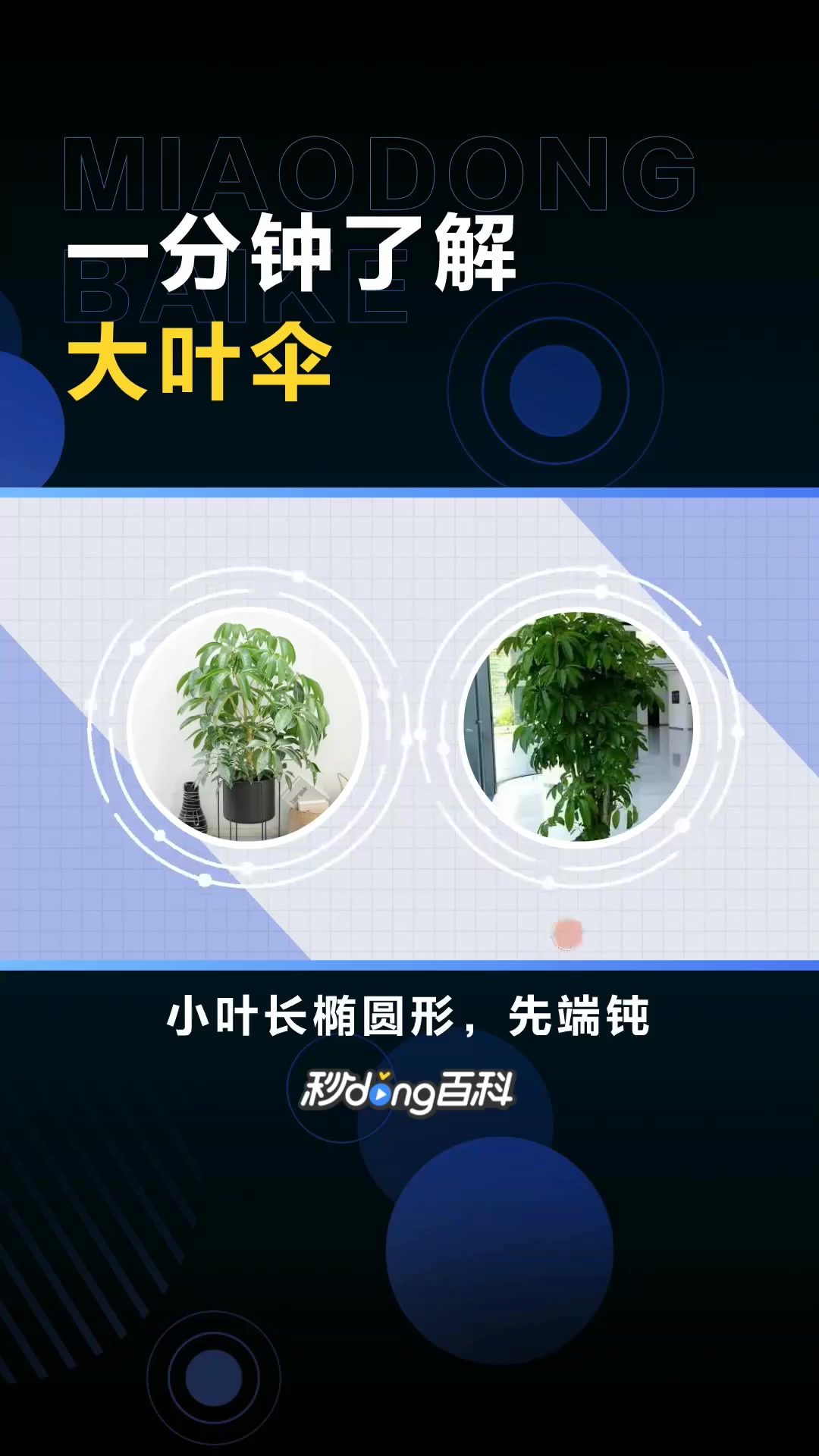 大叶伞:五加科澳洲鸭脚木属木本观叶植物