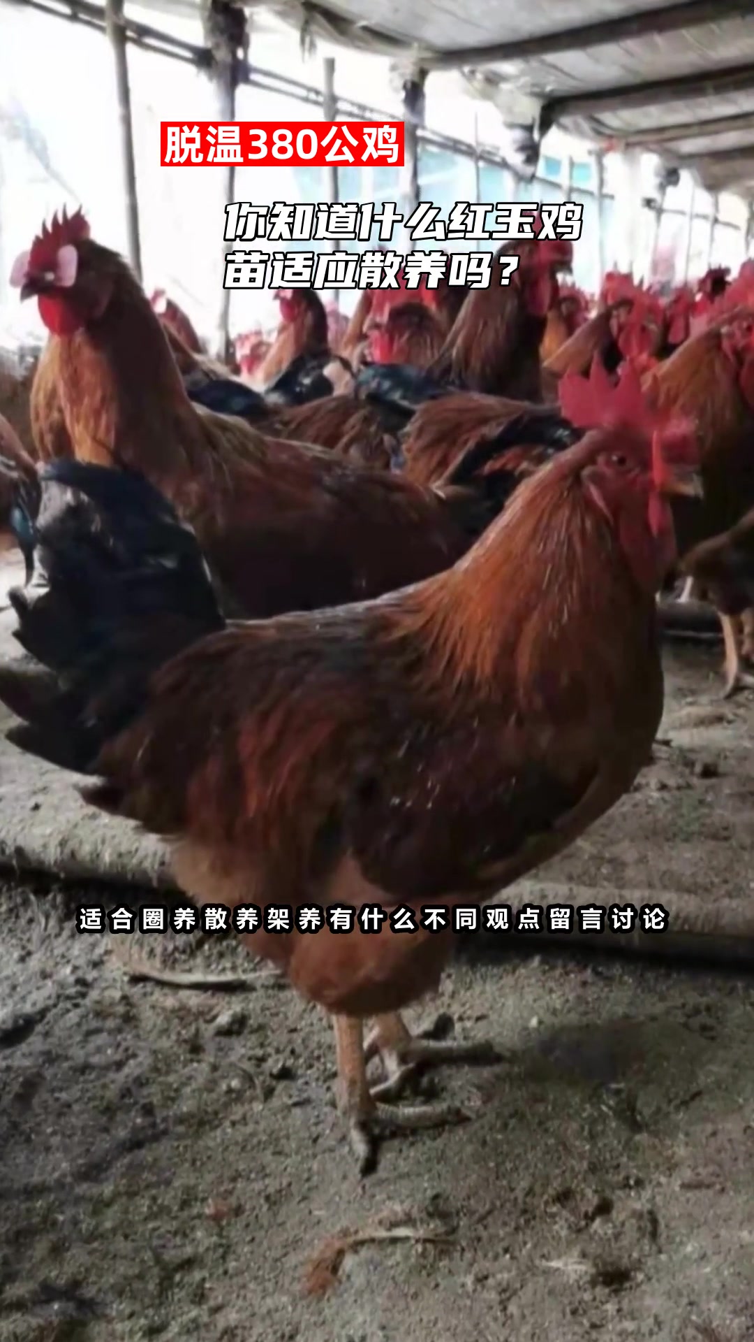 你知道什么红玉鸡苗适应散养吗?