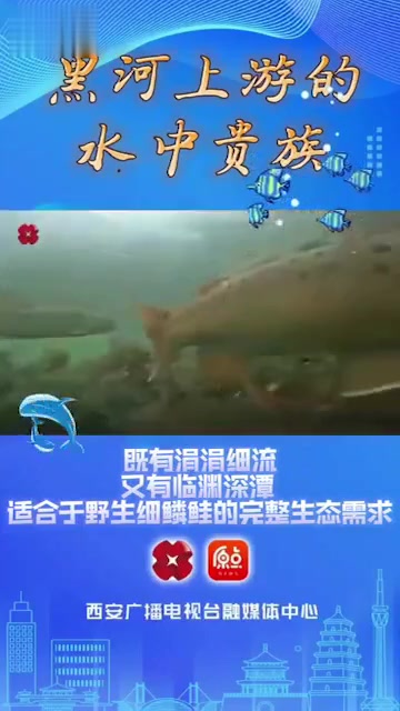 黑河上游的水中贵族-秦岭细鳞鲑