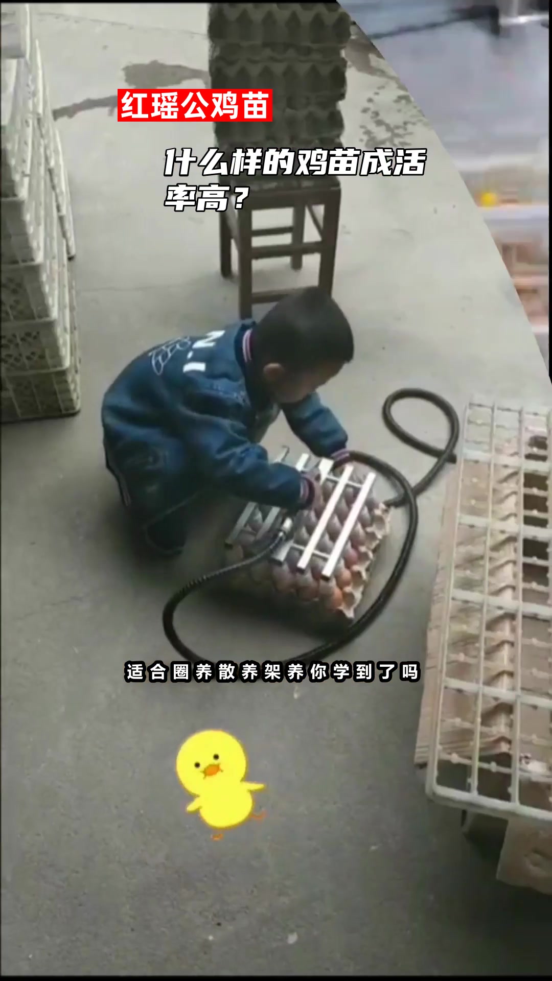 什么样的鸡苗成活率高?